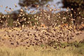 Cloud of Redbilled Queleas